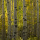 birch
